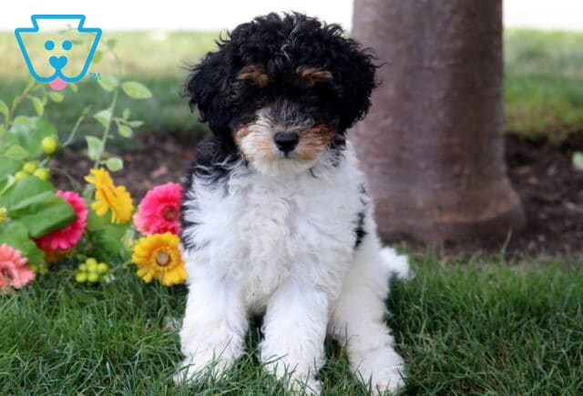 Kayla Mini Poodle image