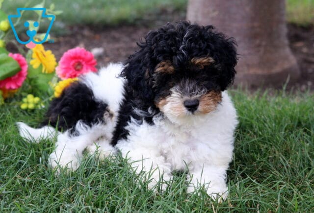 Kayla Mini Poodle2 image