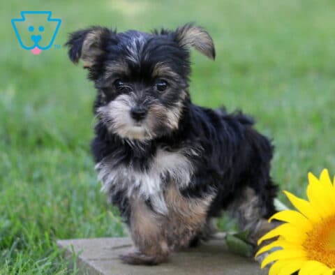 Tiny black and tan Yorkiepoo puppy standing on a stone path in the grass beside a bright sunflower, featuring a fluffy coat, expressive eyes, and an alert, playful stance.