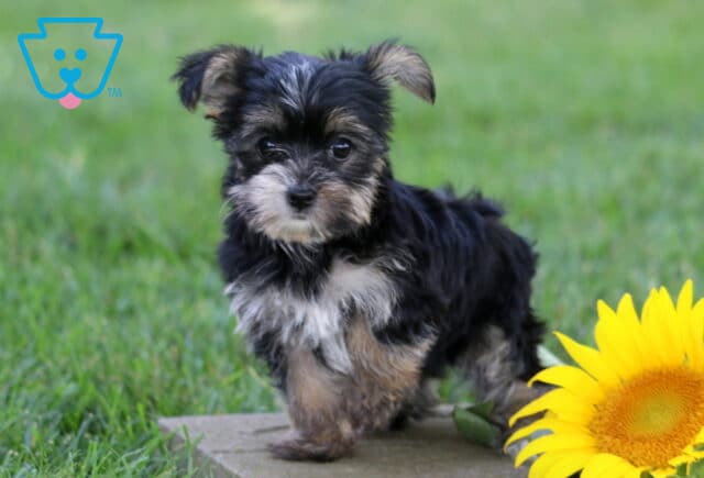 Tiny black and tan Yorkiepoo puppy standing on a stone path in the grass beside a bright sunflower, featuring a fluffy coat, expressive eyes, and an alert, playful stance. image