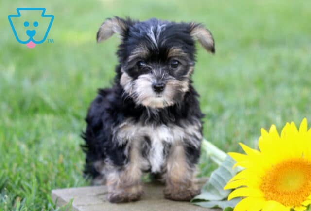 Adorable black and silver Yorkiepoo puppy sitting on a stepping stone in lush green grass beside a vibrant sunflower, showcasing its fluffy coat, bright eyes, and sweet, curious expression. image
