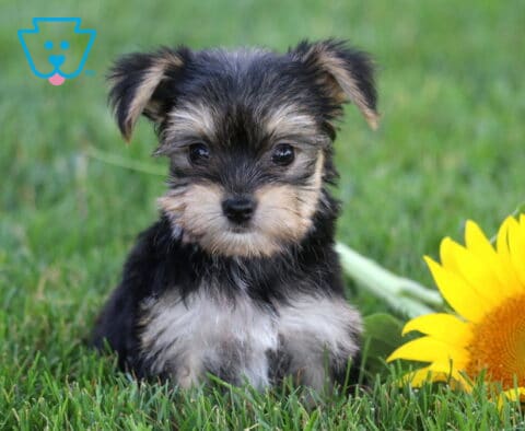 Precious black, silver, and tan Yorkiepoo puppy sitting in lush green grass beside a bright sunflower, featuring a silky fluffy coat, tiny button nose, and sweet, attentive eyes.