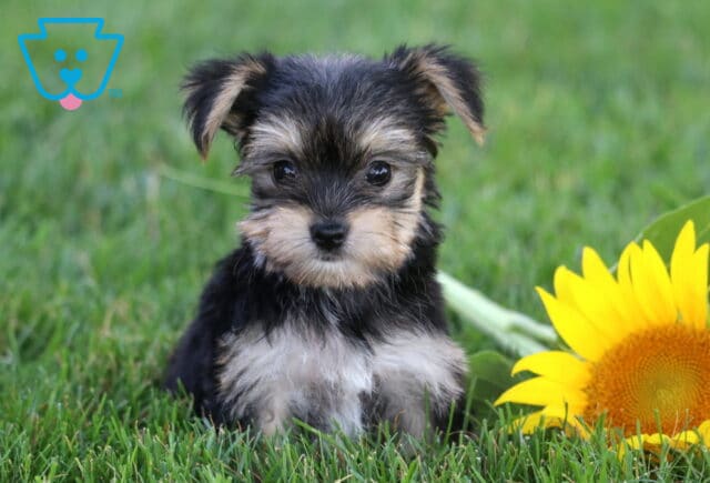 Precious black, silver, and tan Yorkiepoo puppy sitting in lush green grass beside a bright sunflower, featuring a silky fluffy coat, tiny button nose, and sweet, attentive eyes. image