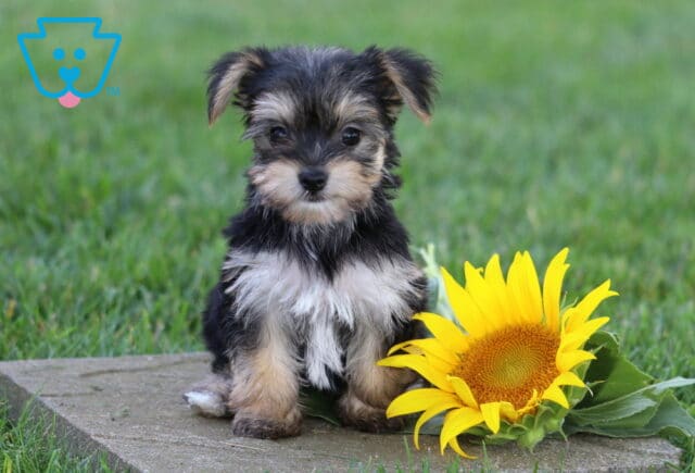 Tiny black and silver Yorkiepoo puppy sitting upright on a stone paver beside a vibrant sunflower, showing off its soft fluffy coat, bright eyes, and charming teddy bear appearance in a grassy outdoor setting. image