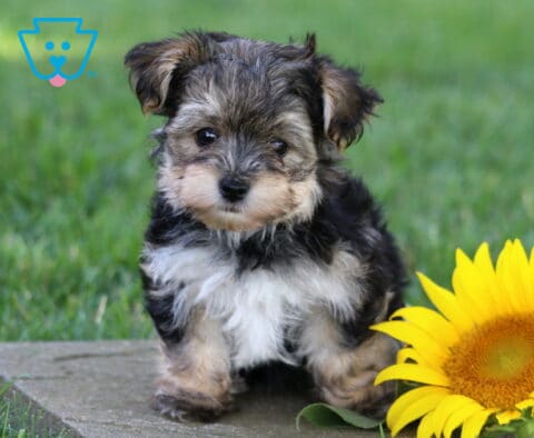 Tiny tri-color Yorkiepoo puppy sitting on a stone walkway beside a bright sunflower, showcasing its fluffy black, silver, and cream coat, round dark eyes, and an adorable, inquisitive expression.