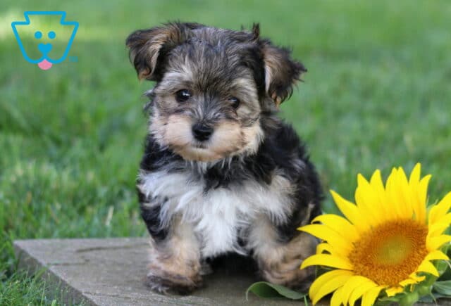 Tiny tri-color Yorkiepoo puppy sitting on a stone walkway beside a bright sunflower, showcasing its fluffy black, silver, and cream coat, round dark eyes, and an adorable, inquisitive expression. image