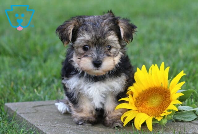 Small black, tan, and silver Yorkiepoo puppy sitting on a stone paver next to a bright yellow sunflower, featuring a plush teddy bear face, fluffy coat, and sweet, gentle eyes against a grassy backdrop. image