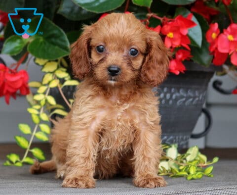 Lacey Cavapoo