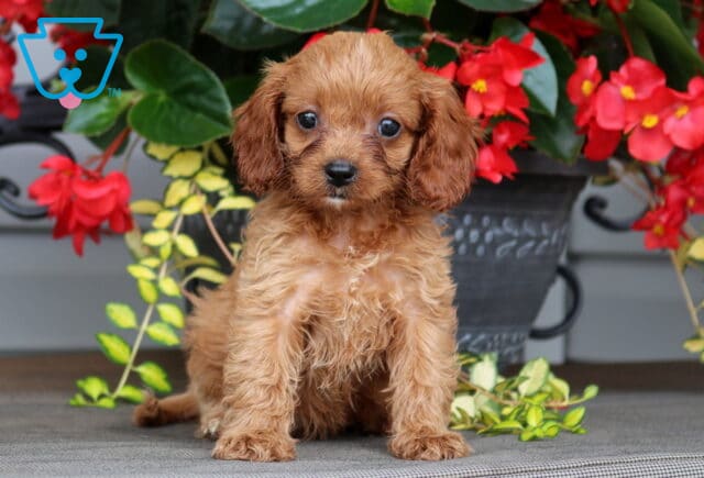 Lacey Cavapoo image