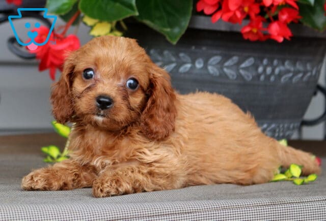 Lacey Cavapoo2 image