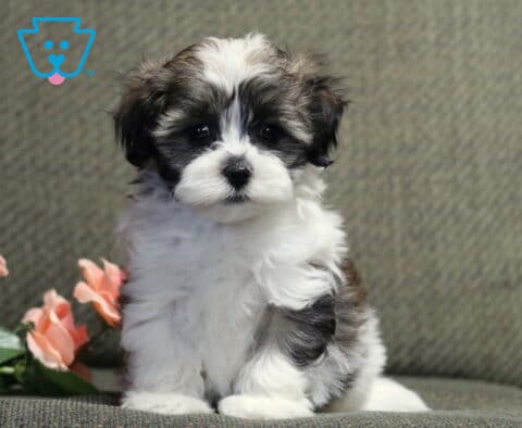 Adorable black-and-white Havanese puppy with a fluffy coat sitting on a gray chair beside delicate pink roses, featuring bright round eyes, a soft teddy bear face, and a charming, curious expression.