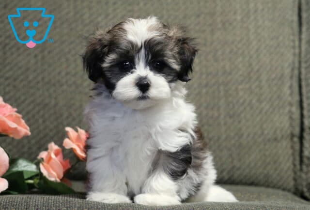Adorable black-and-white Havanese puppy with a fluffy coat sitting on a gray chair beside delicate pink roses, featuring bright round eyes, a soft teddy bear face, and a charming, curious expression. image