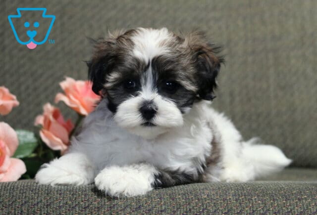 Fluffy black-and-white Havanese puppy resting on a gray chair with blush pink roses nearby, showcasing a soft, silky coat, bright button eyes, and an irresistibly sweet, relaxed expression. image