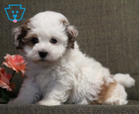 Sweet Havanese puppy with a fluffy white coat and soft tan markings sitting on a gray chair beside blush pink roses, featuring a cuddly teddy bear face and gentle dark eyes.