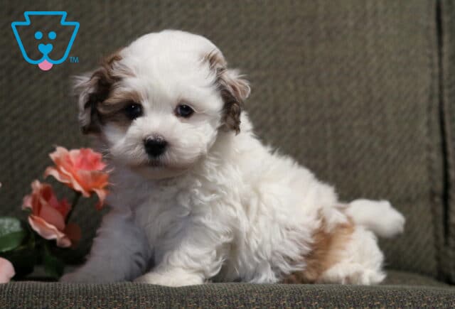 Sweet Havanese puppy with a fluffy white coat and soft tan markings sitting on a gray chair beside blush pink roses, featuring a cuddly teddy bear face and gentle dark eyes. image