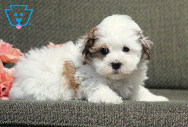 Fluffy white Havanese puppy with light tan patches relaxing on a gray chair beside soft pink roses, showing a plush coat, button nose, and a calm, affectionate expression. image