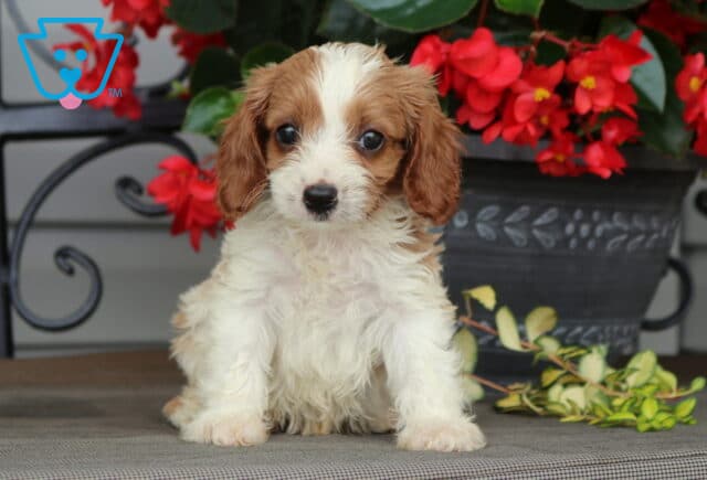Lester Cavapoo image