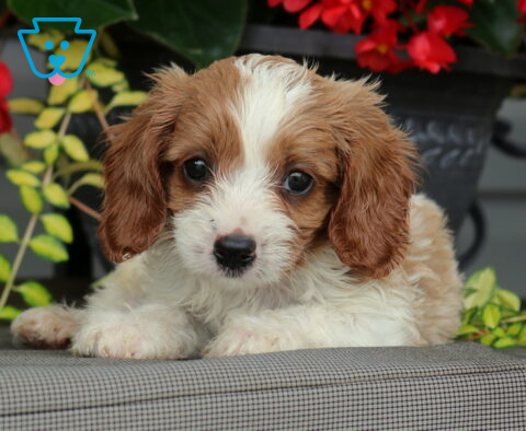 Lester Cavapoo2