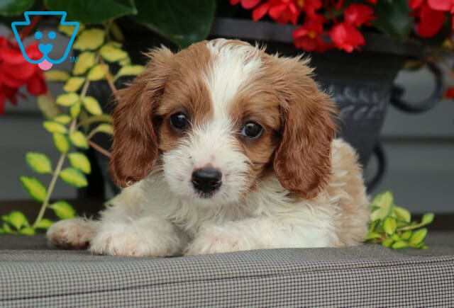 Lester Cavapoo2 image