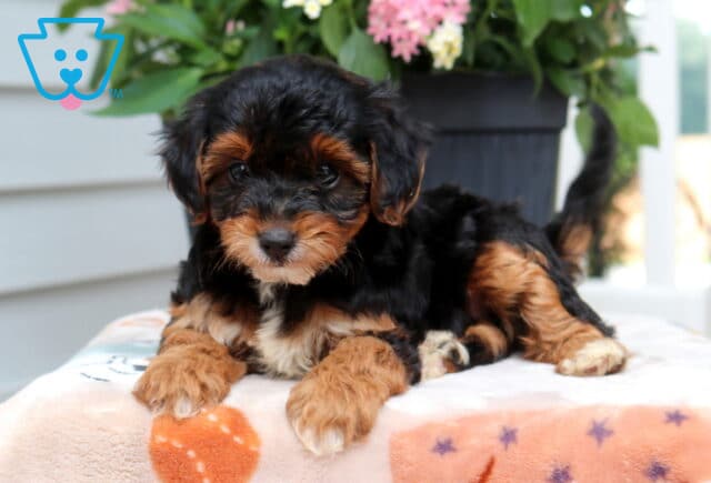 Libby Yorkiepoo image