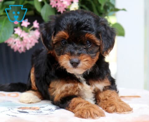 Libby Yorkiepoo2
