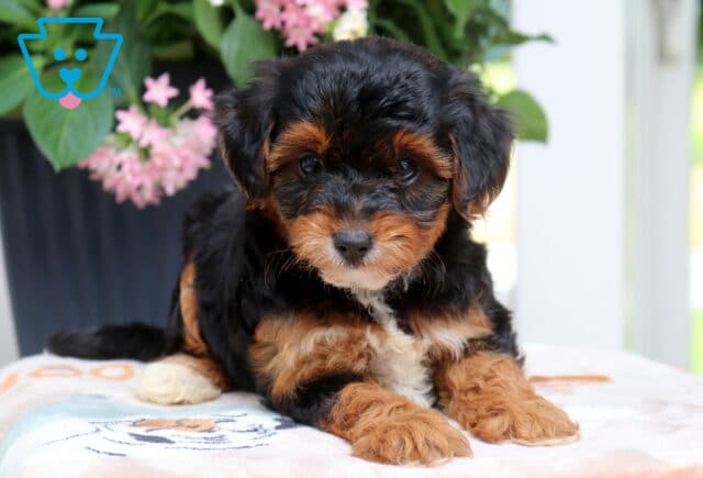 Libby Yorkiepoo2 image