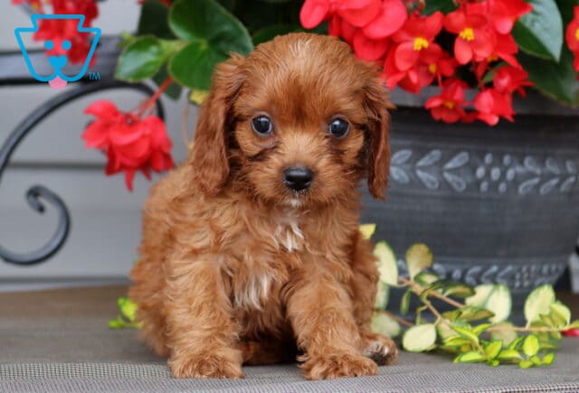 Lilly Cavapoo image