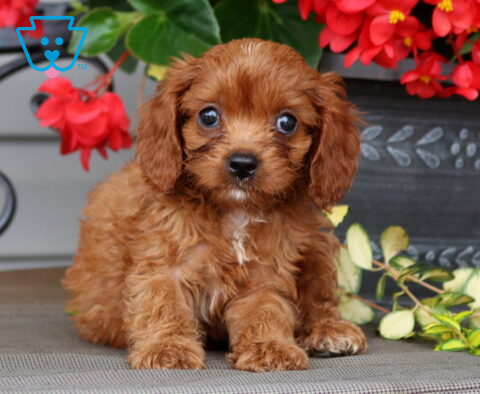 Lilly Cavapoo2