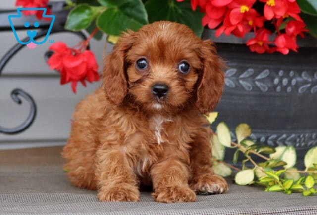 Lilly Cavapoo2 image