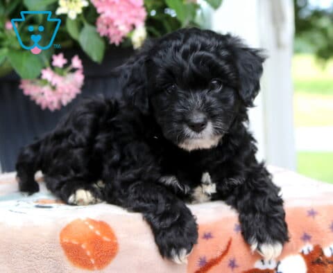 Lincoln Yorkiepoo