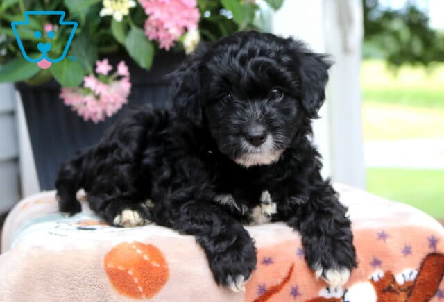 Lincoln Yorkiepoo image