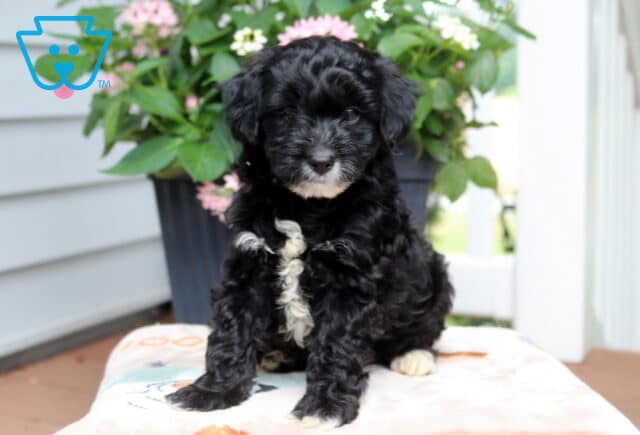 Lincoln Yorkiepoo2 image