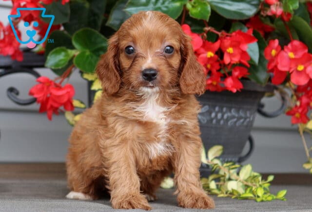 Lisa Cavapoo image