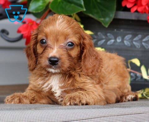 Lisa Cavapoo2