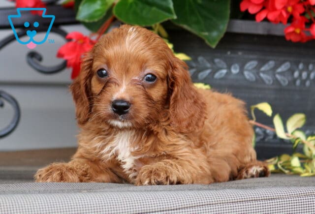 Lisa Cavapoo2 image