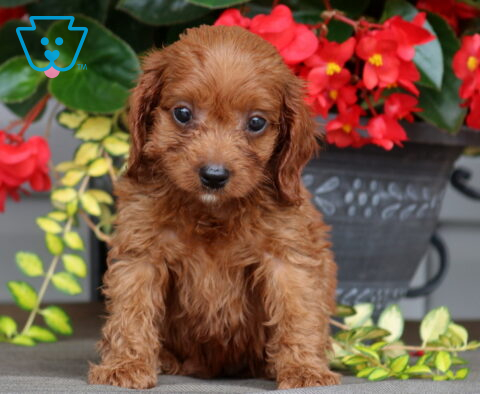 Liz Cavapoo