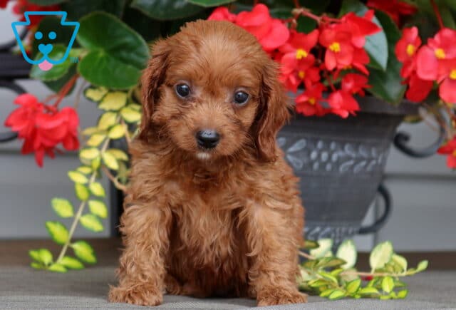 Liz Cavapoo image