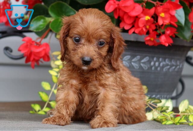 Liz Cavapoo2 image