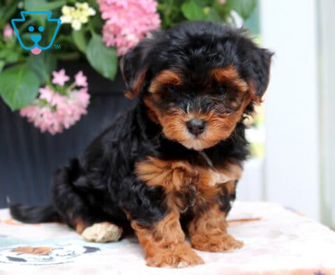 Lizzy Yorkiepoo