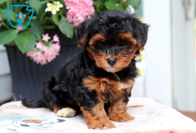 Lizzy Yorkiepoo image
