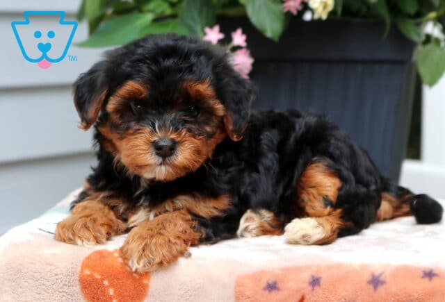Lizzy Yorkiepoo2 image