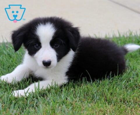 Lori Border Collie