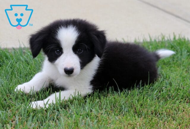 Lori Border Collie image