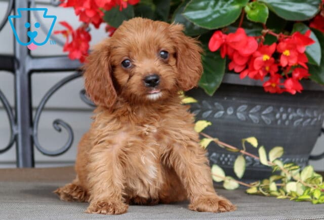 Lori Cavapoo image