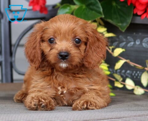 Lori Cavapoo2