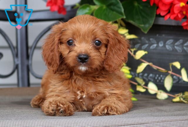Lori Cavapoo2 image