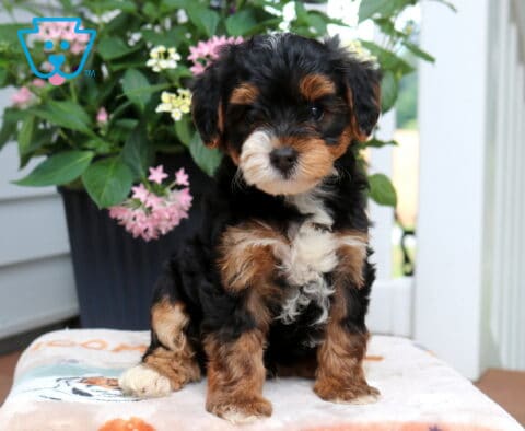 Louie Yorkiepoo