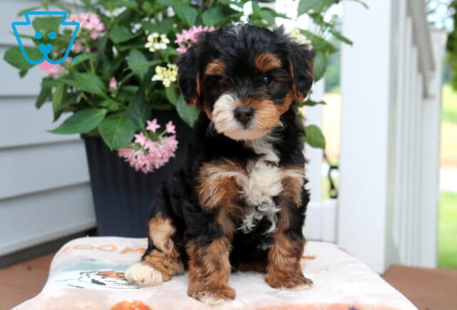 Louie Yorkiepoo image