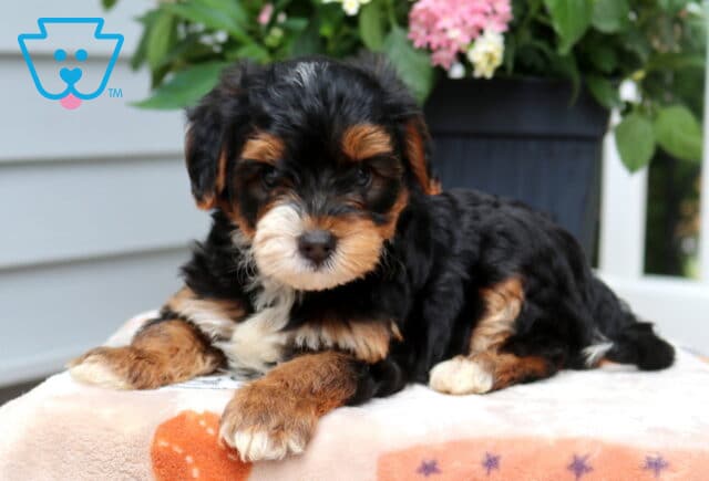 Louie Yorkiepoo2 image