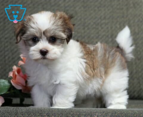 Fluffy white and cream Havanese puppy standing on a gray chair beside soft pink roses, featuring a plush coat, curled tail, and an alert, inquisitive expression perfect for a family companion.